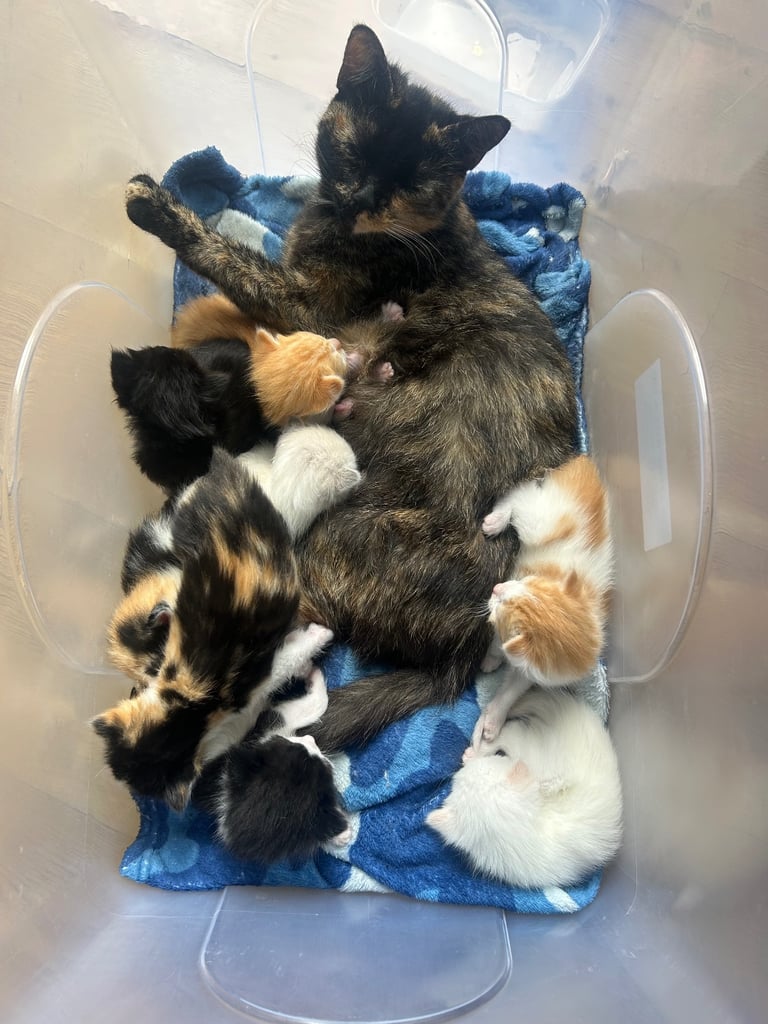 Kittens for Sale Fife (ready to leave Saturday)