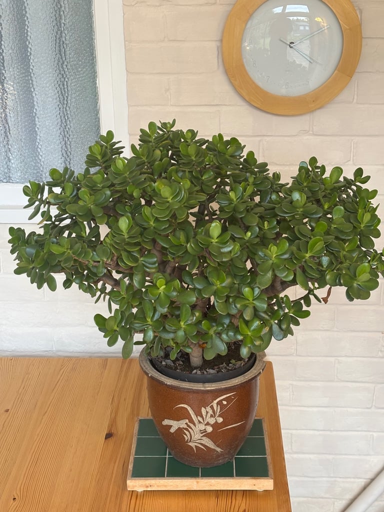 image for Money Plant (Crassulu Ovata)