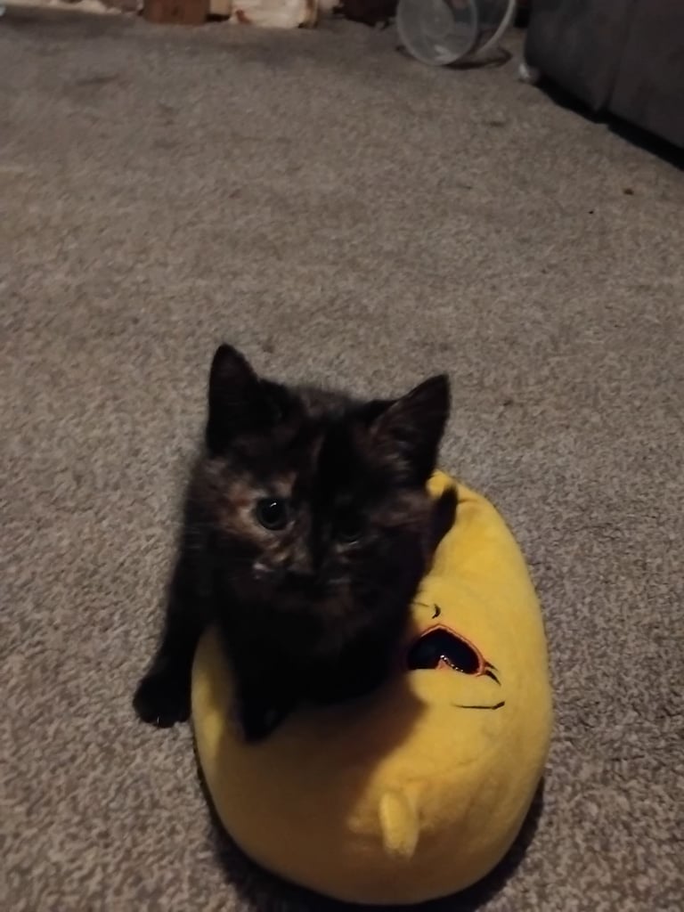 3 adorable 7 week old kittens looking for their forever home