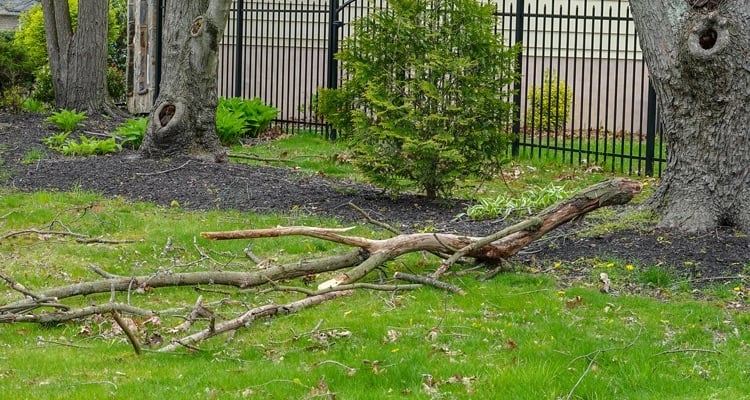 image for Free Windblown Branch Removal Service 