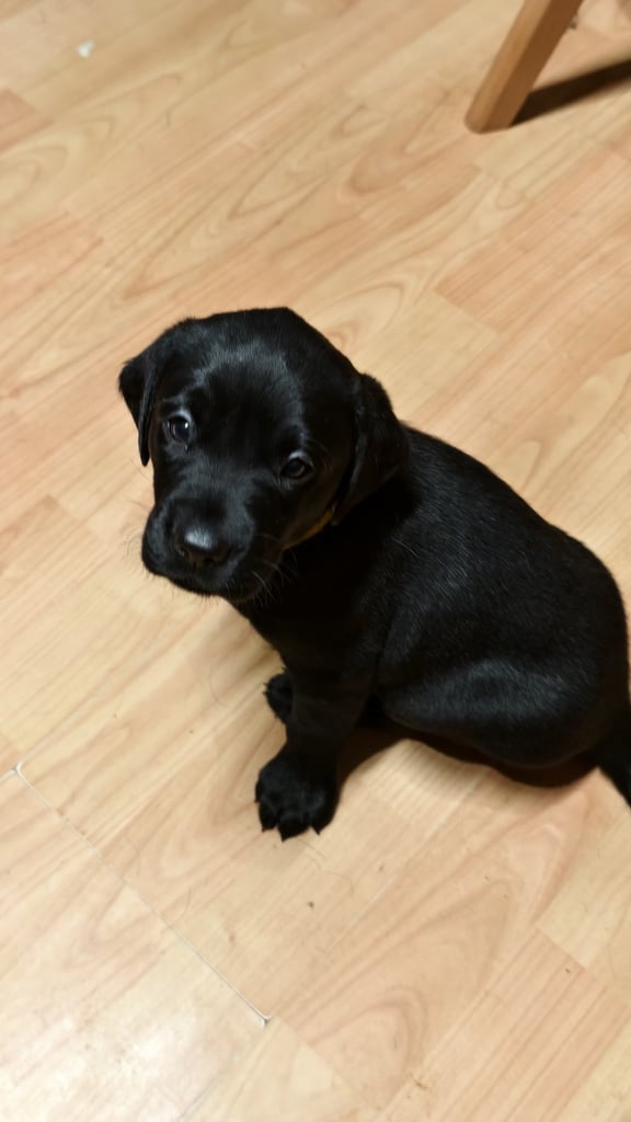 Labrador Pups - 3 black girls 