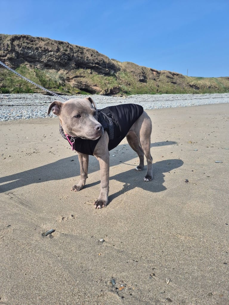 Staffordshire Bull Terrier Staffy