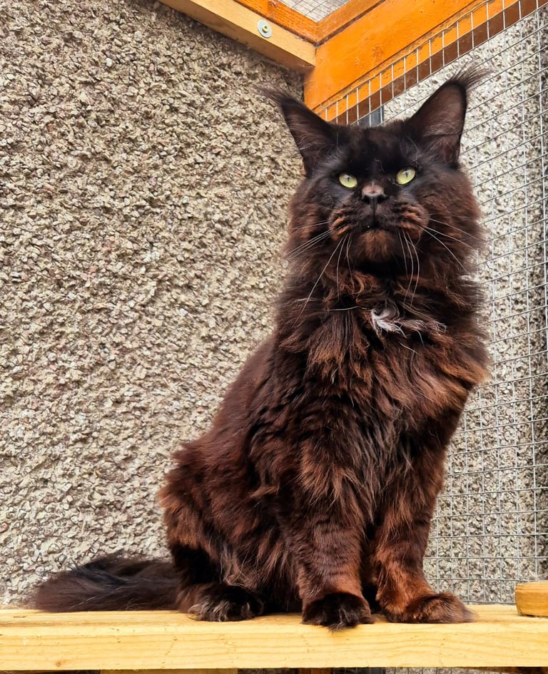Maine coon gccf reg