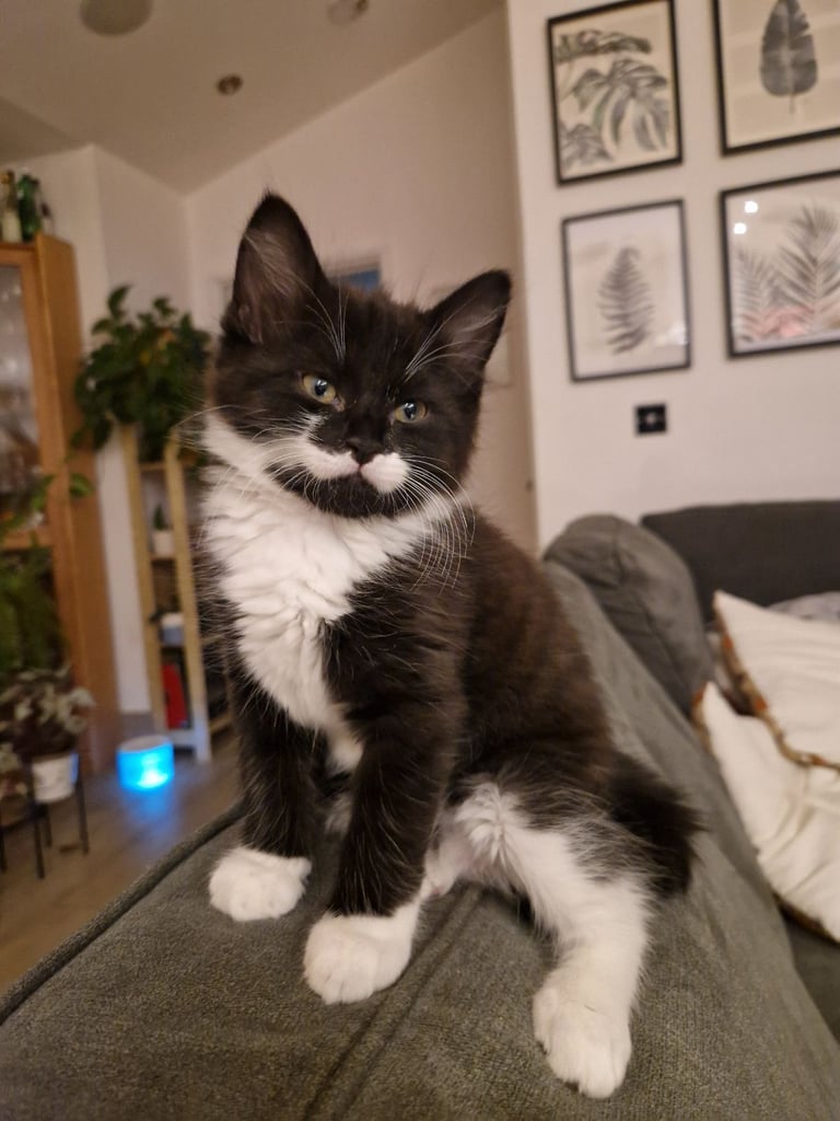 Beautifull fluffy kittens avilable now.