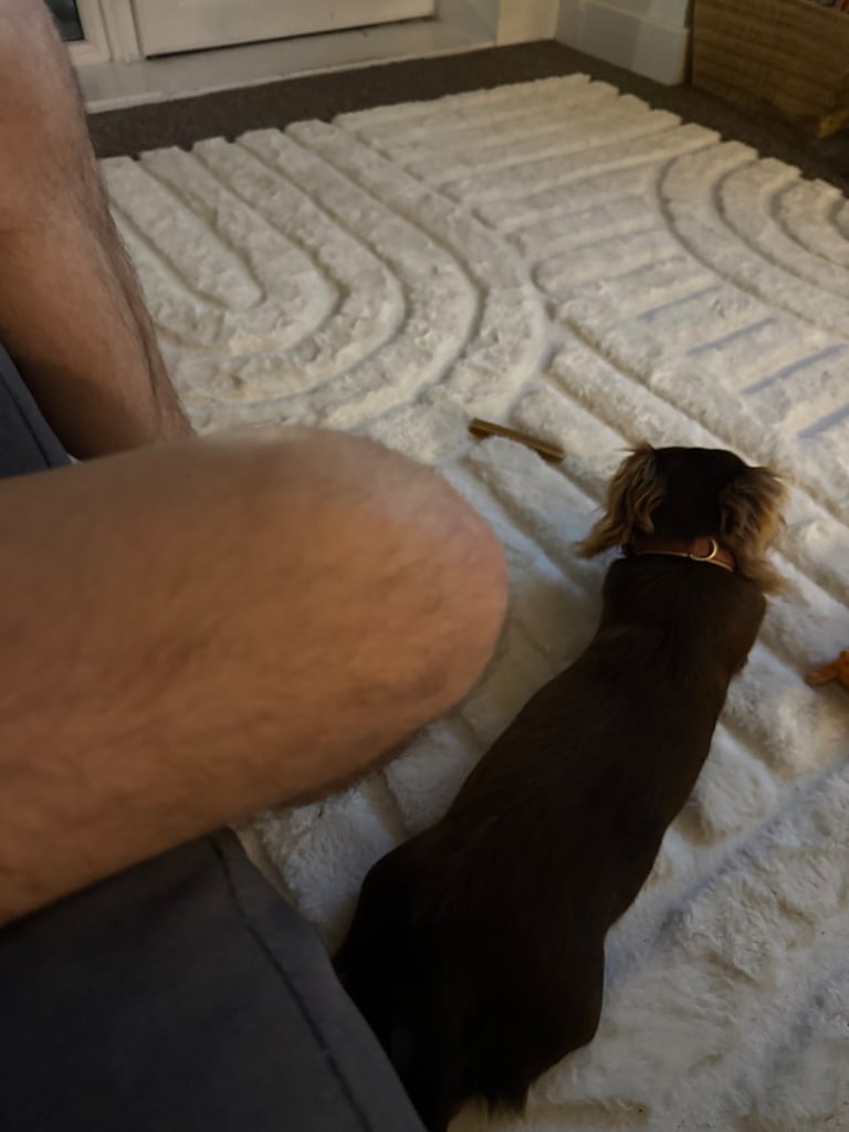 miniature dachshund