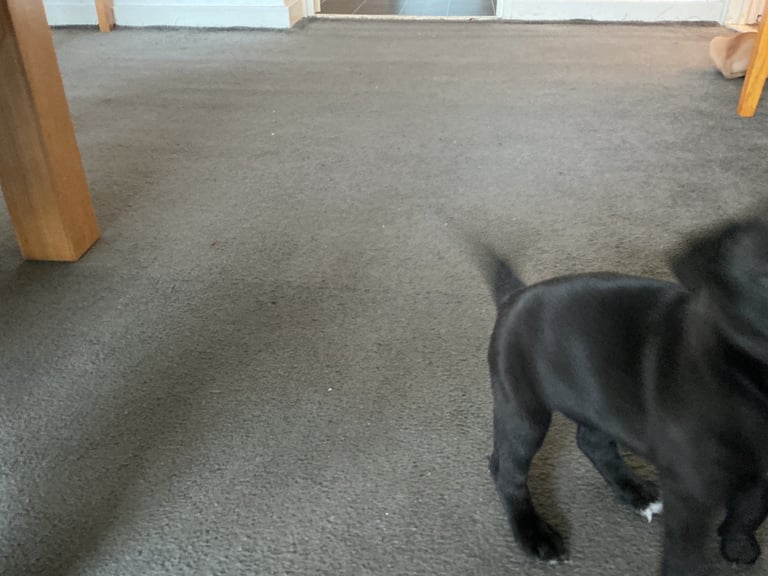 Staff x BullMastiff 4 Left 
