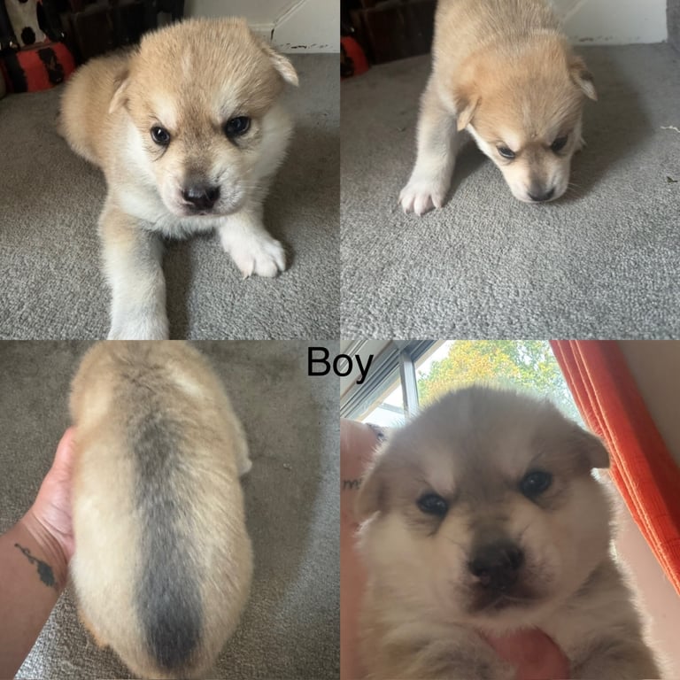 Puppies 