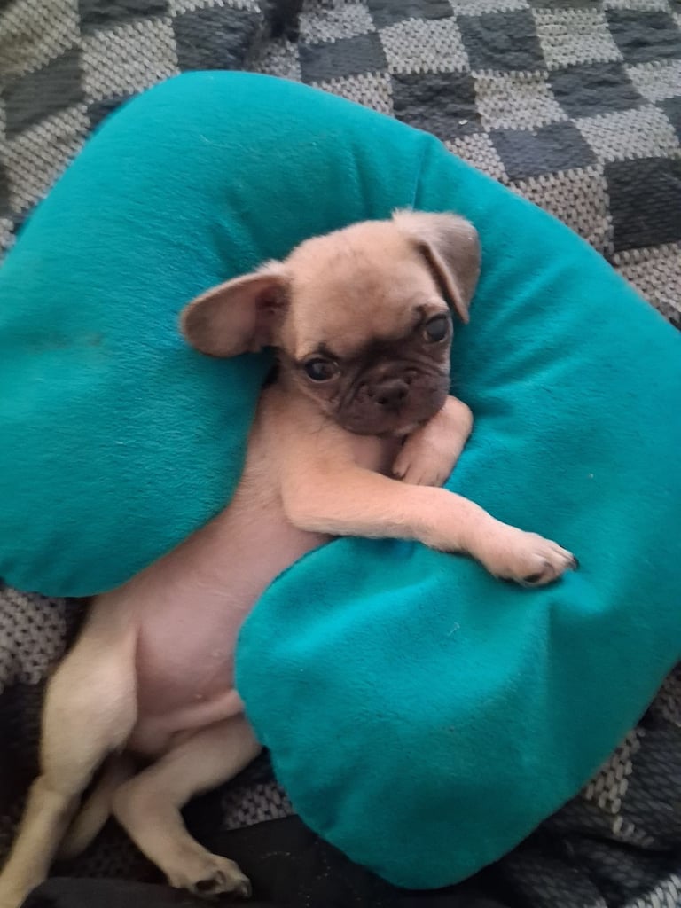 Boy pug puppy for sale