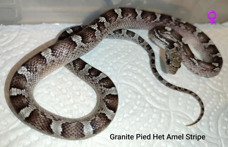 Scaleless Cornsnakes