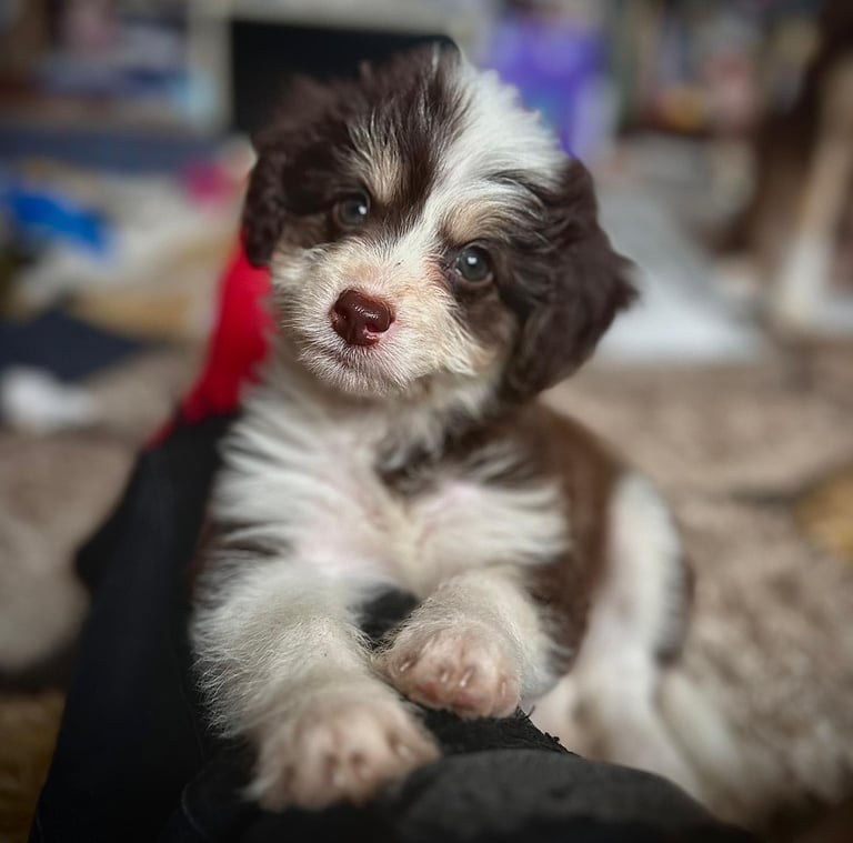 Cavapoo cross pomsky 