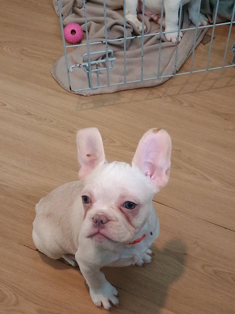 Quality Chunky fluffy white Frenchie Will be ready to re-home 14th October 