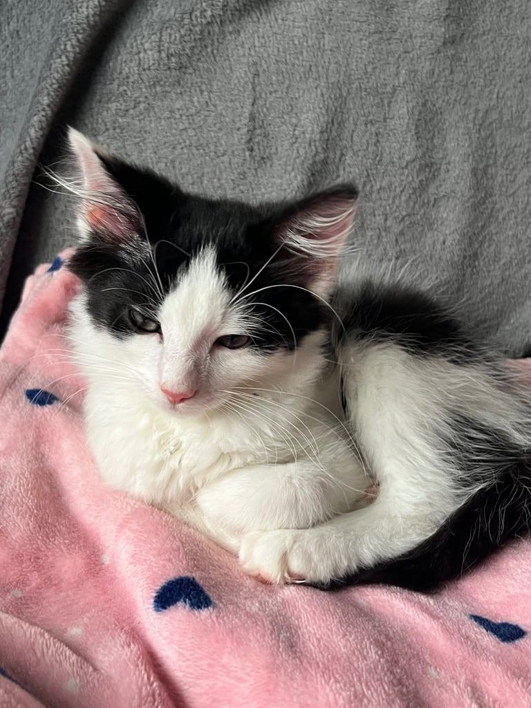 Maine coon cross kittens