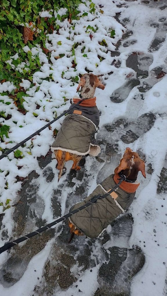 2 Dachshunds 