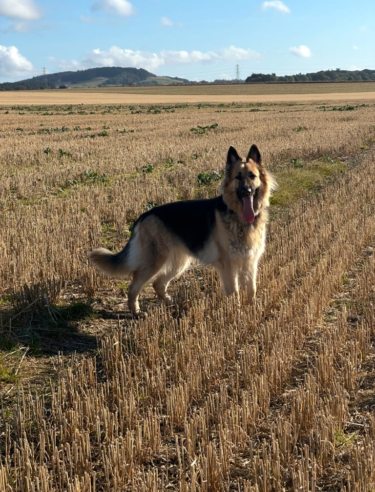 German Shepherd forever home needed