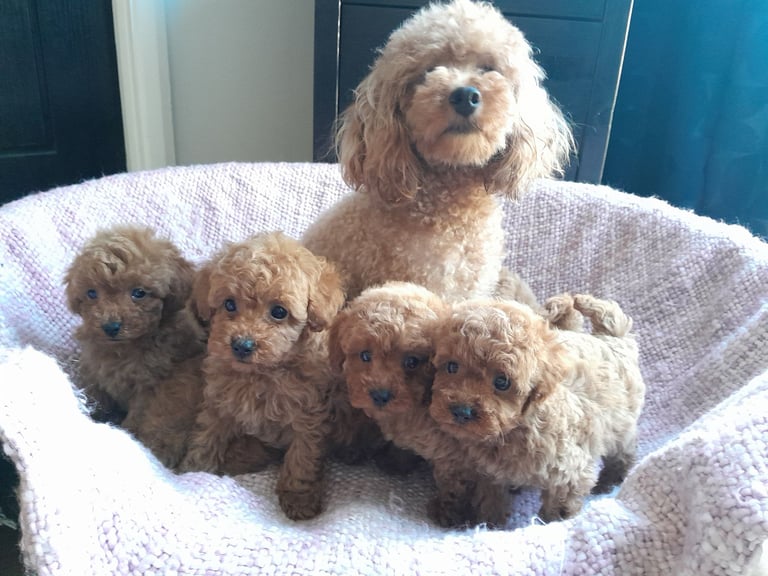 Red Toy Poodles