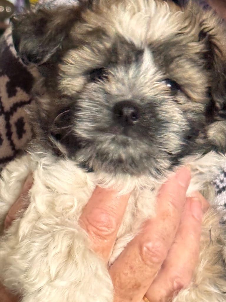 Puppies looking for a good home 