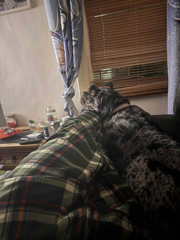 Loving dog needs rehoming