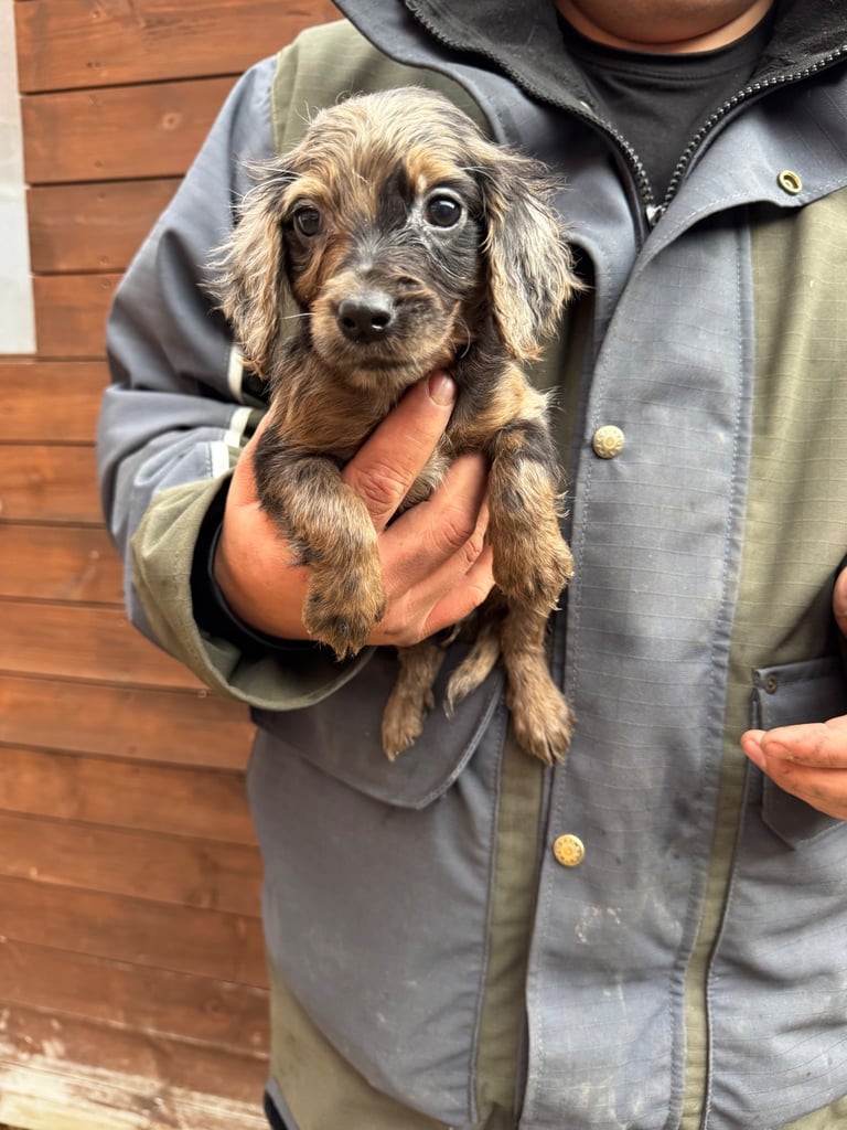 Cocker Spainel Puppies 
