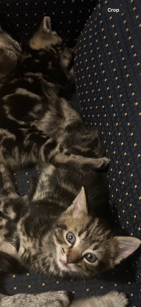 Ragdoll cross kittens 