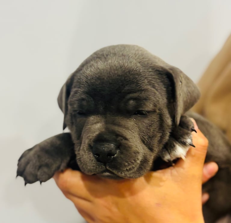 KC Registered Blue Staffy Puppies
