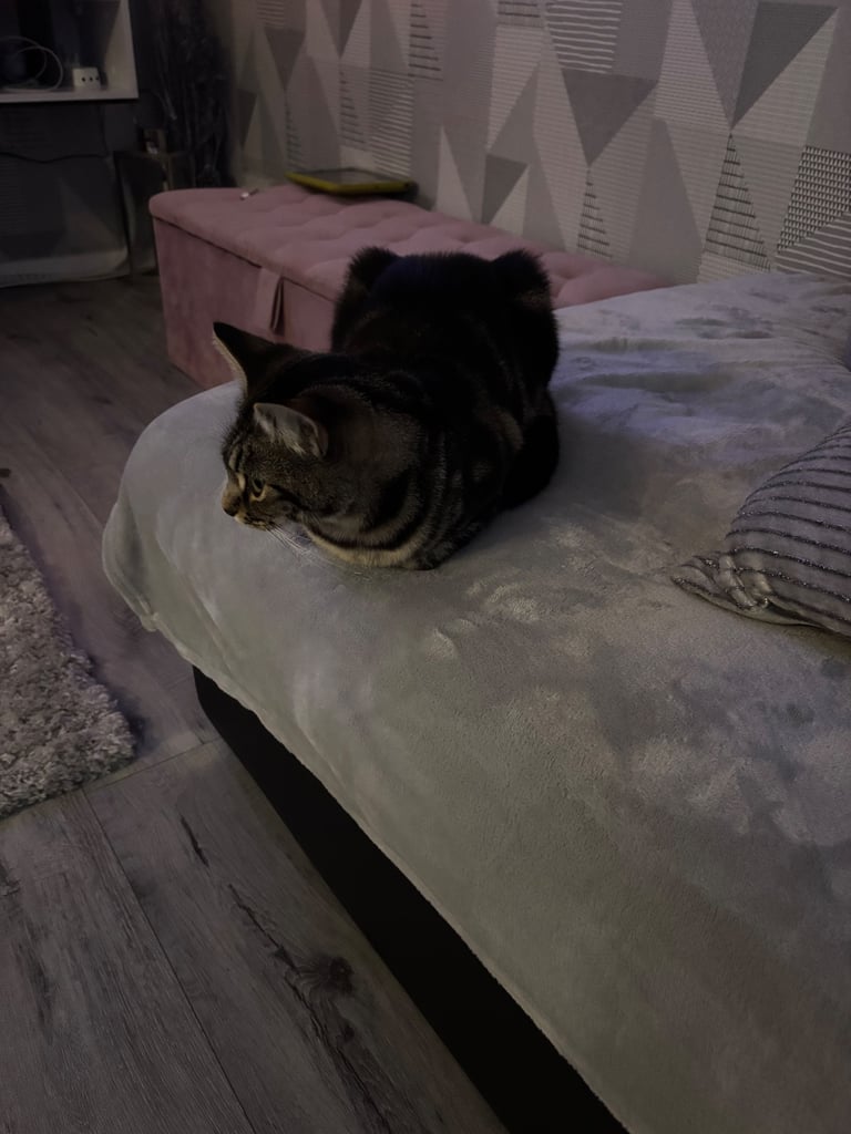 image for Female cat 