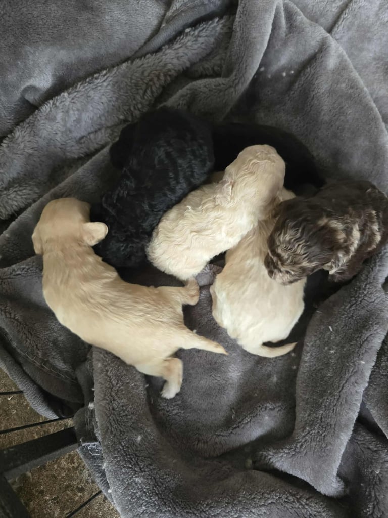 Stunning toy poodle puppies 