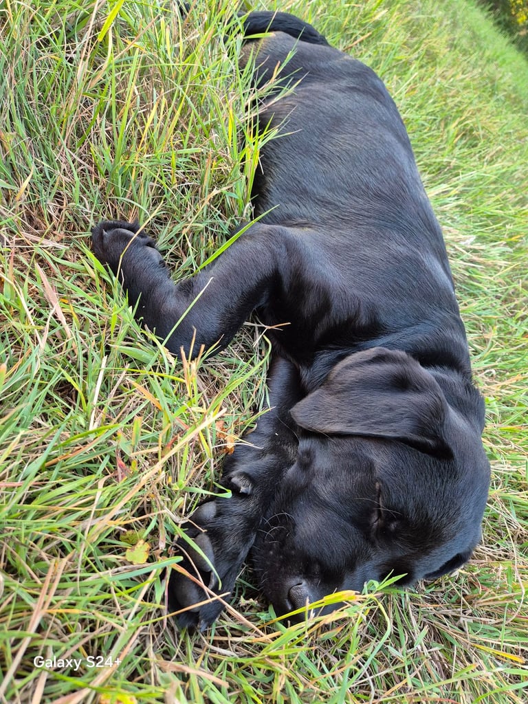 Labrador puppy 