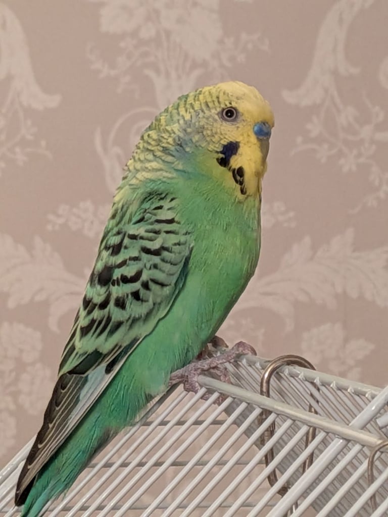 Male budgie needing new home, with cage