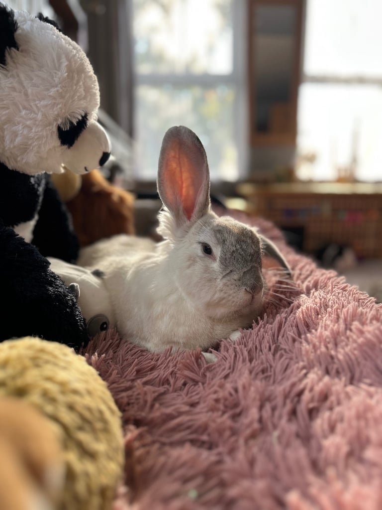 2 rabbits - male and female for rehoming 