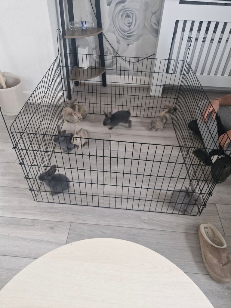 Baby rabbits 