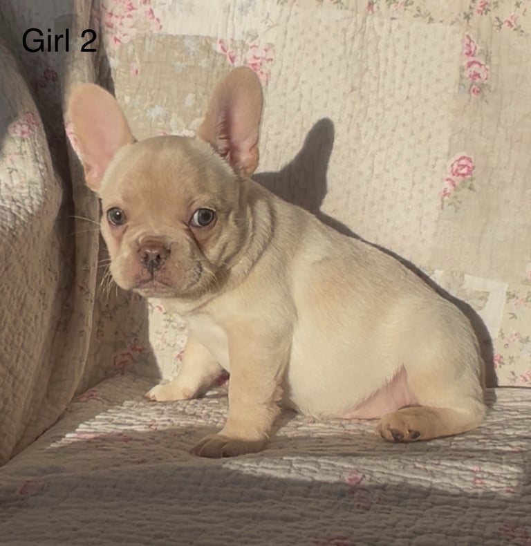 KC REG, LAST GIRL REMAINING (reduced and ready)