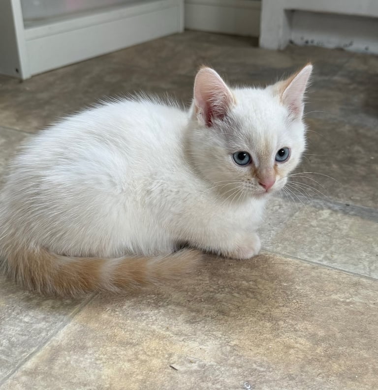 Flame point shorthair kittens 