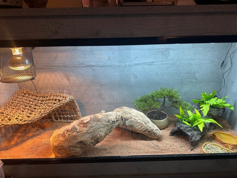 6 month male bearded dragon