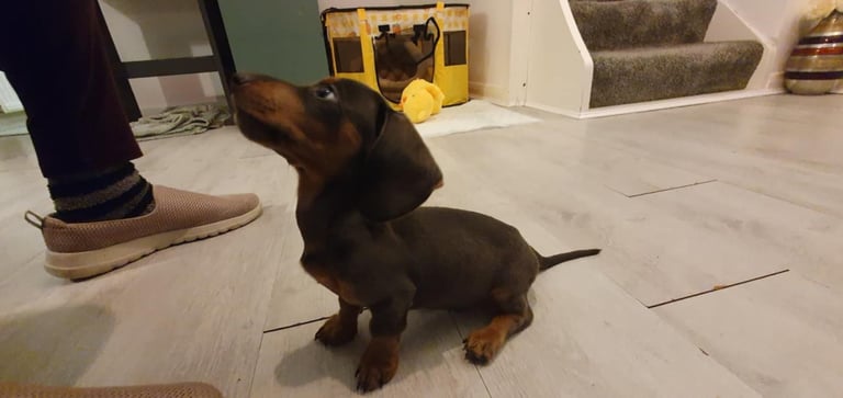 Adorable 2-Month-Old Dachshund Puppy - Seeking Loving Home