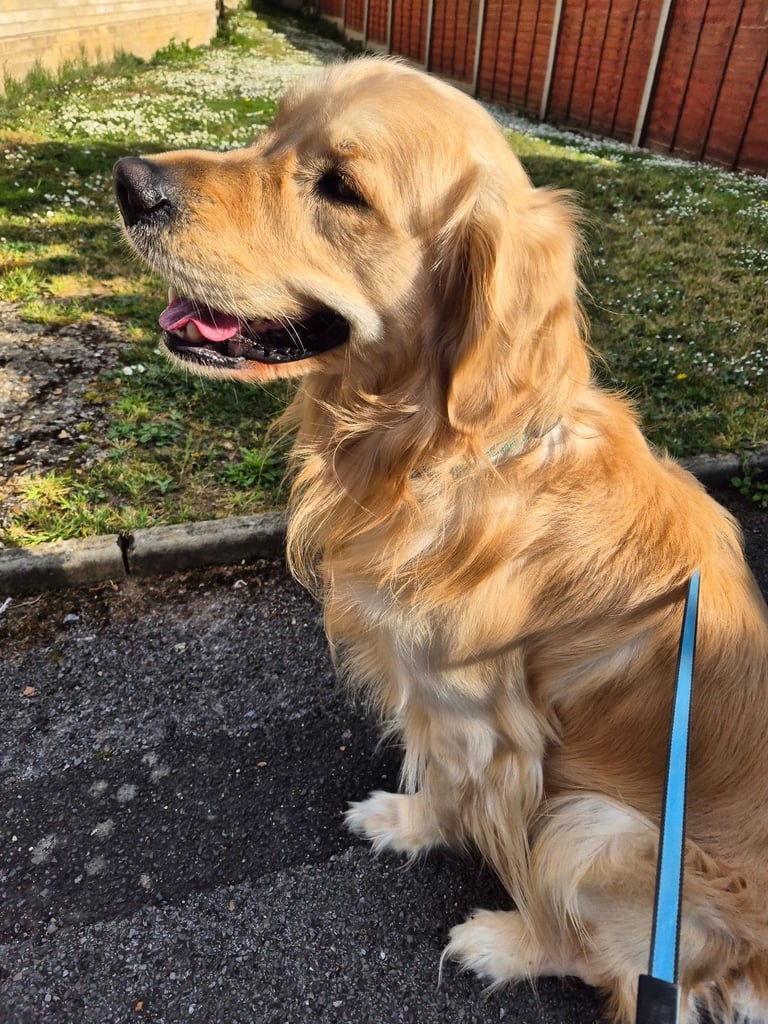 Rehoming Golden Retriever 