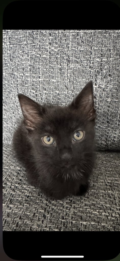 3 male kittens 