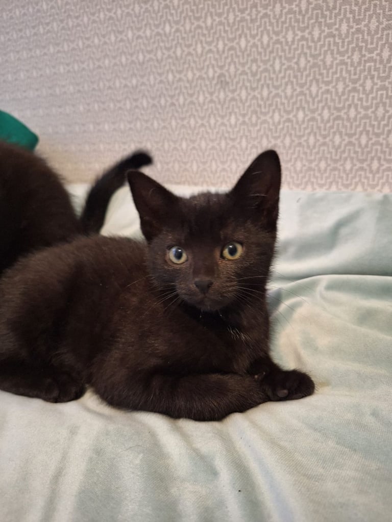 Lovely kittens for sale 