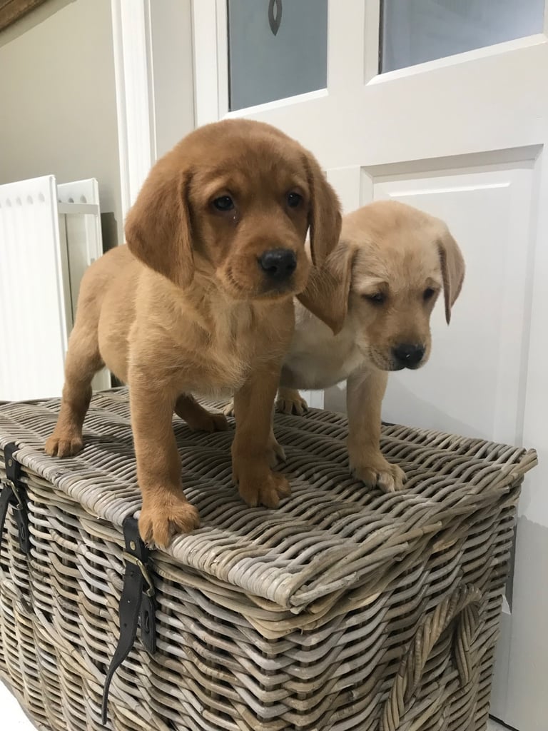 Labrador pups