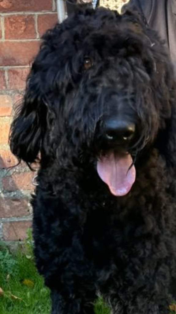 Bruno.Wonderful 1 year old Bermedoodle  Seeks New Bestie