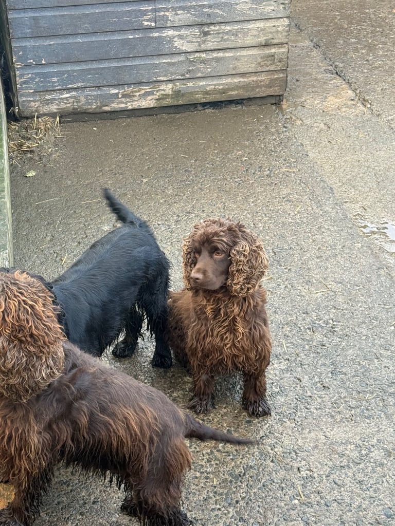 Cockapoo F1 