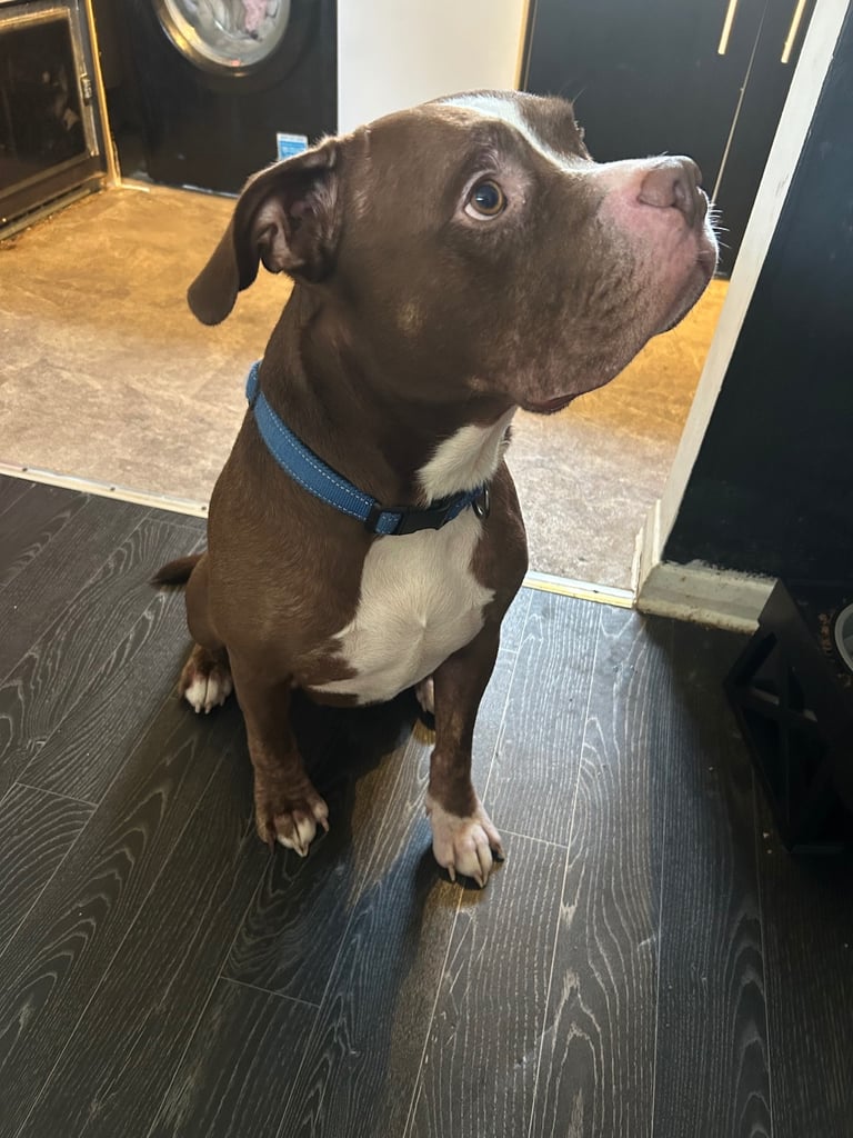 American bulldog/staff 
