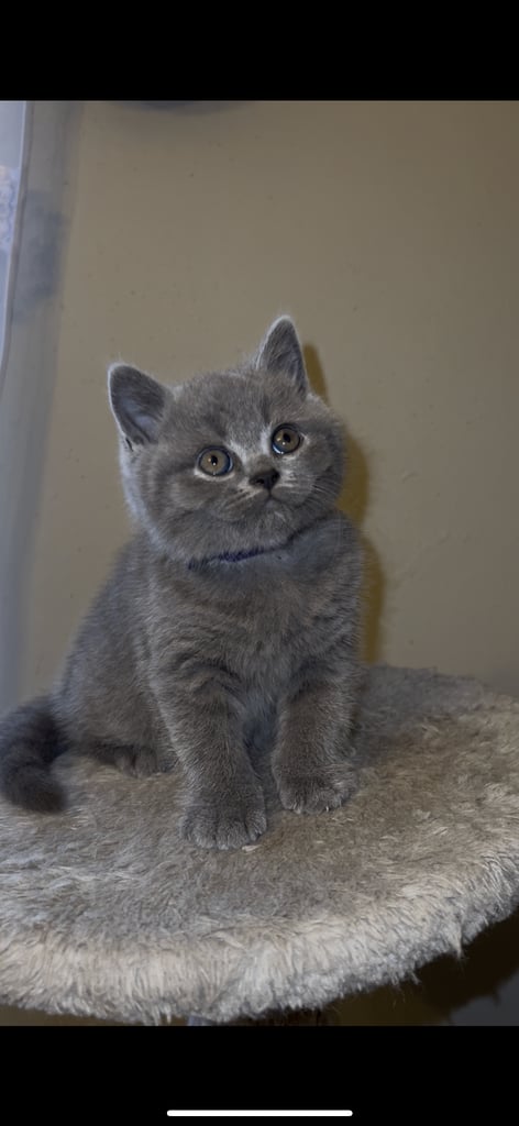 British shorthair kittens🩵