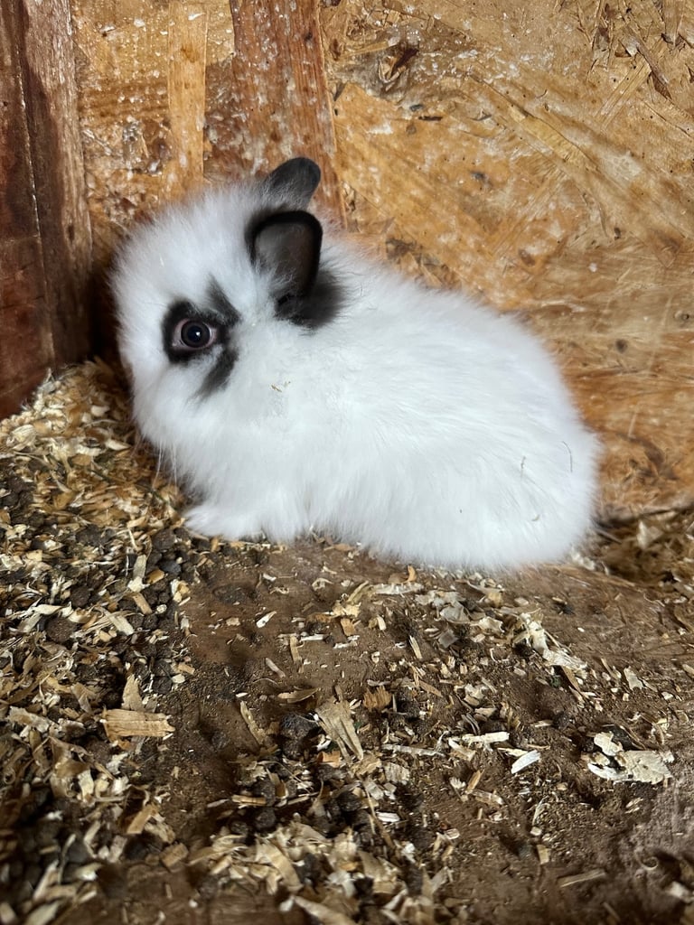 Lionhead  rabbits 