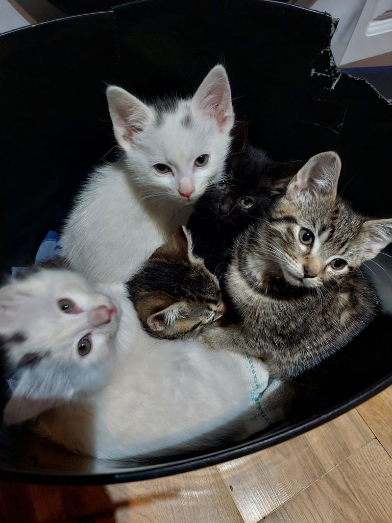 image for Kittens 