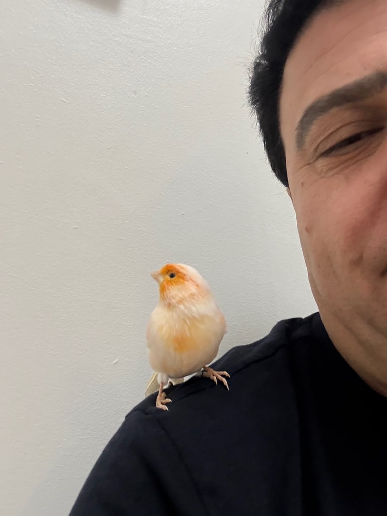 Canary 