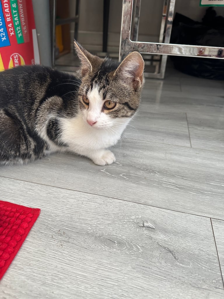 Two kittens for urgent sale