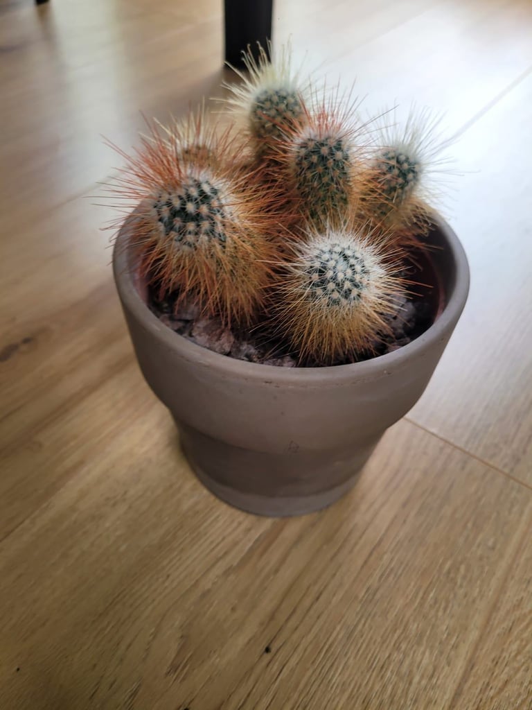 Cactus