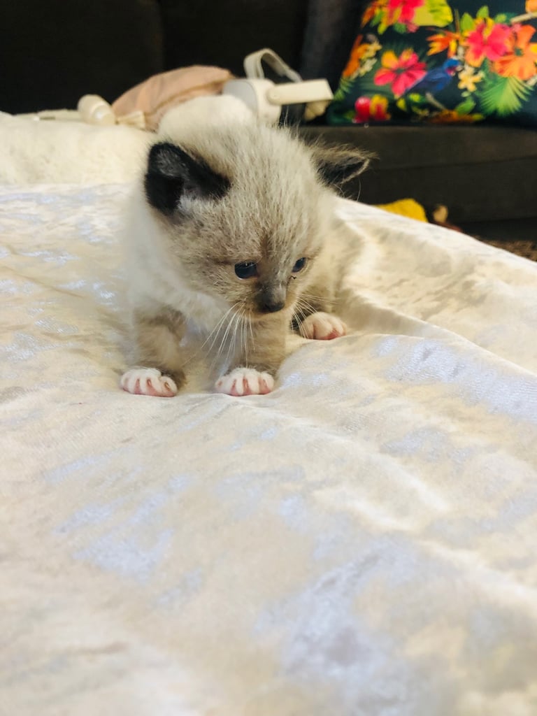 Ragdoll kitten