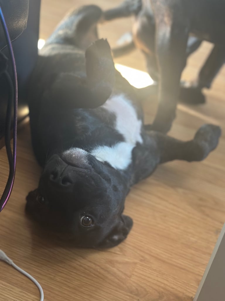Staffy puppy male 