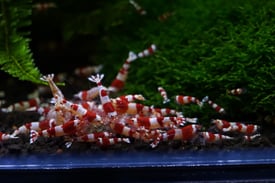 Crystal Shrimp: Red, Black, SCR